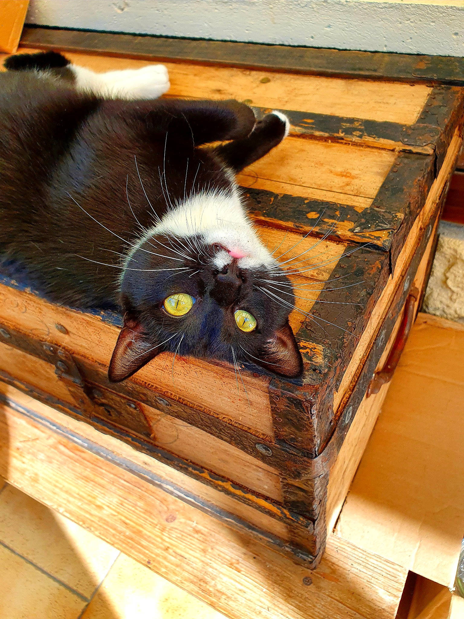 Seattle participe au concours pour gagner de l'argent avec cette photo : basket, box, carnivore, cat, cat_supply, comfort, domestic_short_haired_cat, felidae, flooring, fur, hardwood, pet_supply, rectangle, room, small_to_medium_sized_cats, snout, tail, whiskers, wood, wood_stain