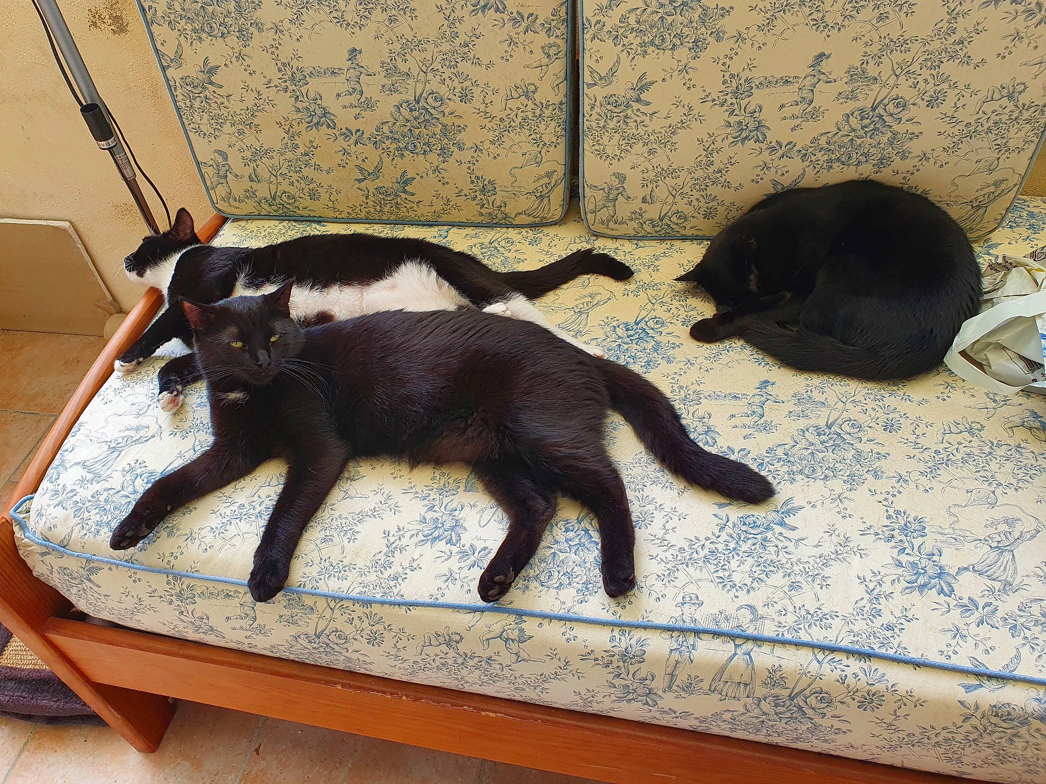 Satan participe au concours pour gagner de l'argent avec cette photo : black_cat, bombay, canidae, carnivore, cat, claw, comfort, domestic_short_haired_cat, felidae, flooring, fur, small_to_medium_sized_cats, snout, sporting_group, tail, terrestrial_animal, tints_and_shades, whiskers, window, wood