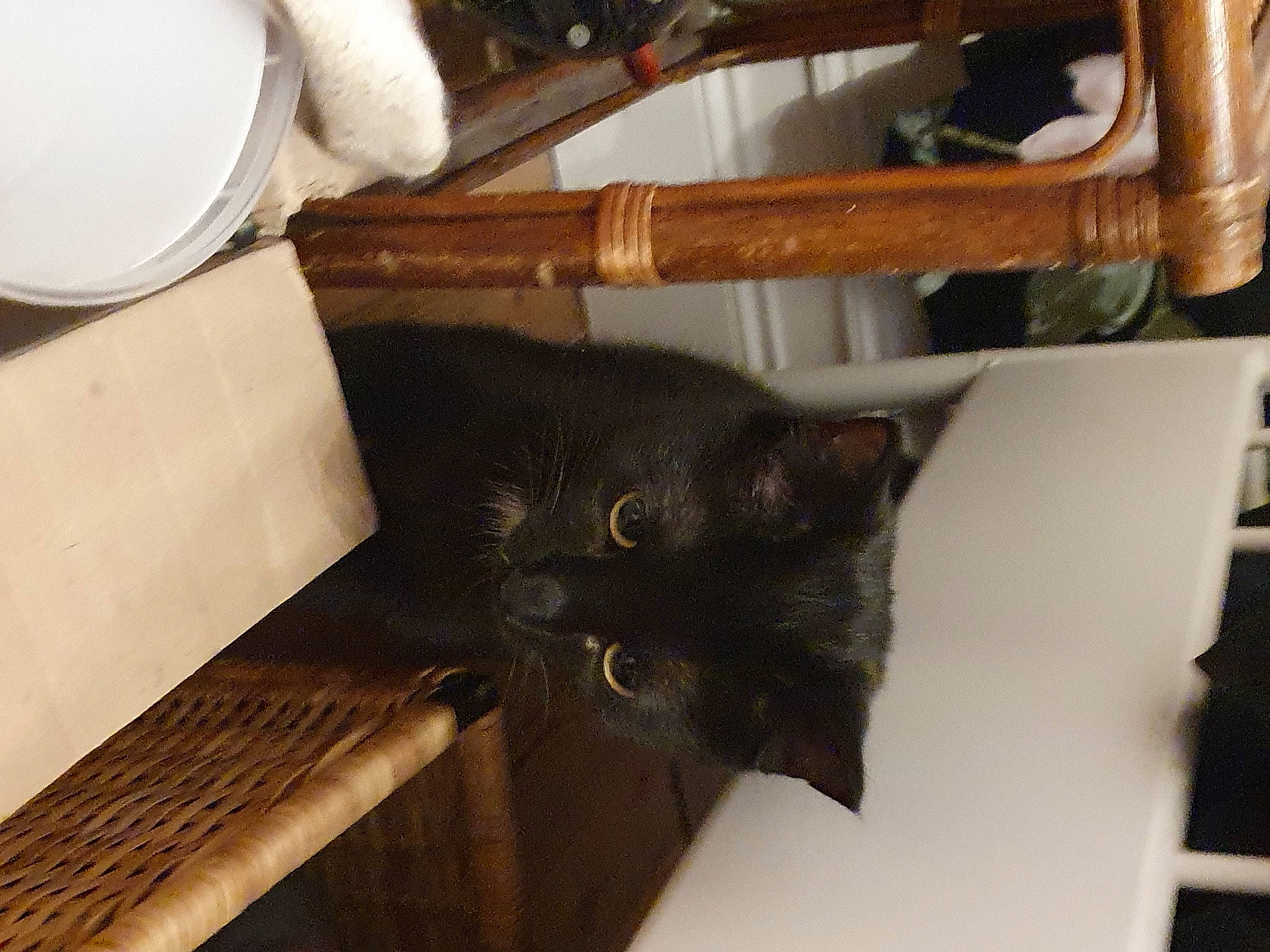 Satan a rejoint le concours — aidez-le/la à gagner de superbes lots ! black_cat, bombay, carnivore, cat, cat_supply, domestic_short_haired_cat, felidae, flooring, fur, hardwood, plywood, room, shelf, small_to_medium_sized_cats, tail, terrestrial_animal, tissue_paper, whiskers, wood, wood_stain