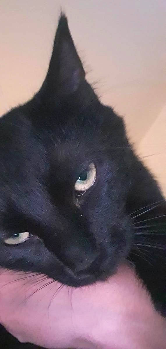 Satan participe au concours pour gagner de l'argent avec cette photo : bombay, carnivore, cat, electric_blue, felidae, fur, plant, small_to_medium_sized_cats, snout, tail, terrestrial_animal, whiskers