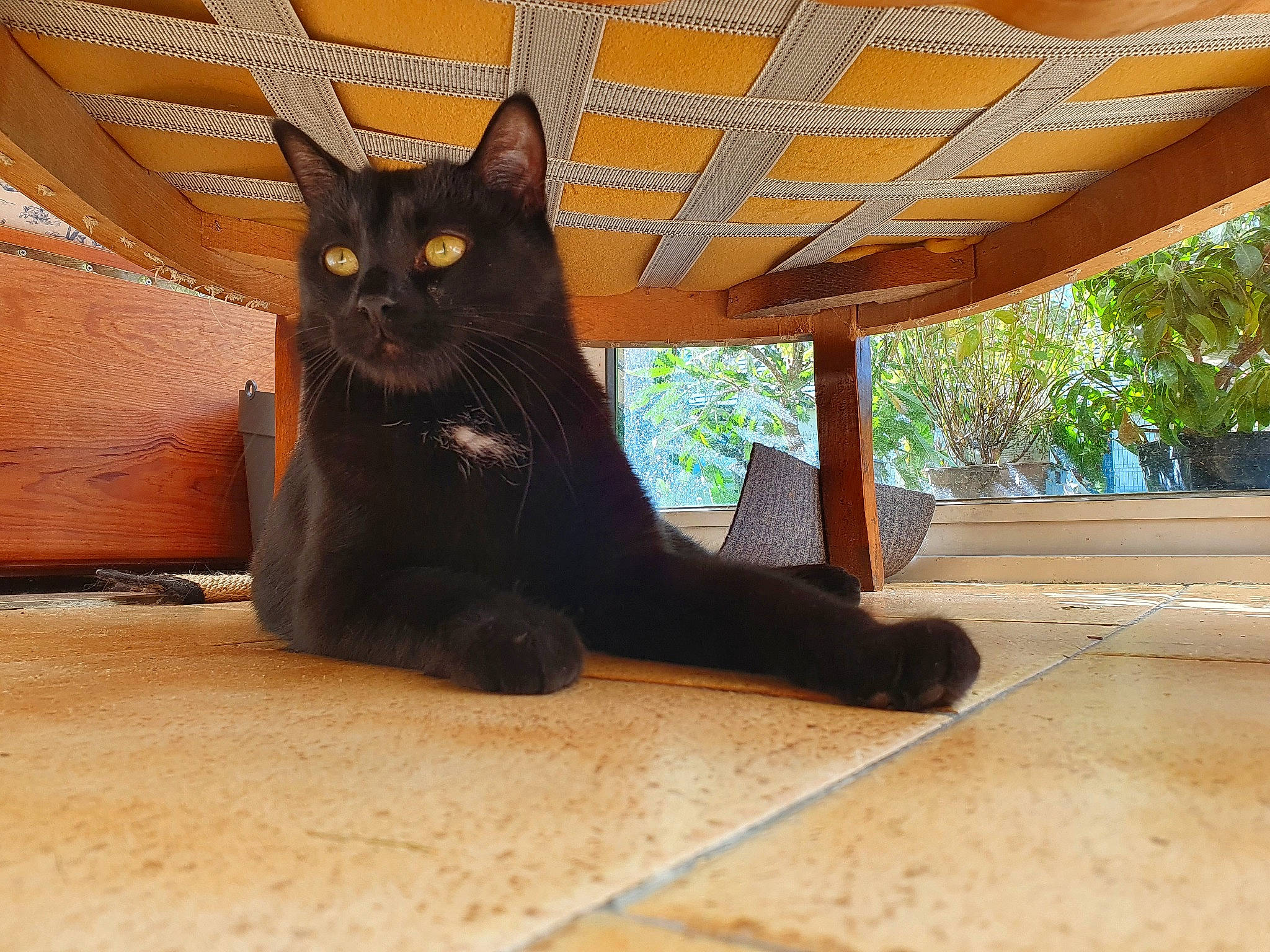 Satan a rejoint le concours — aidez-le/la à gagner de superbes lots ! black_cat, bombay, carnivore, cat, comfort, domestic_short_haired_cat, fawn, felidae, flooring, fur, hardwood, shade, sitting, small_to_medium_sized_cats, snout, tail, tints_and_shades, whiskers, window, wood