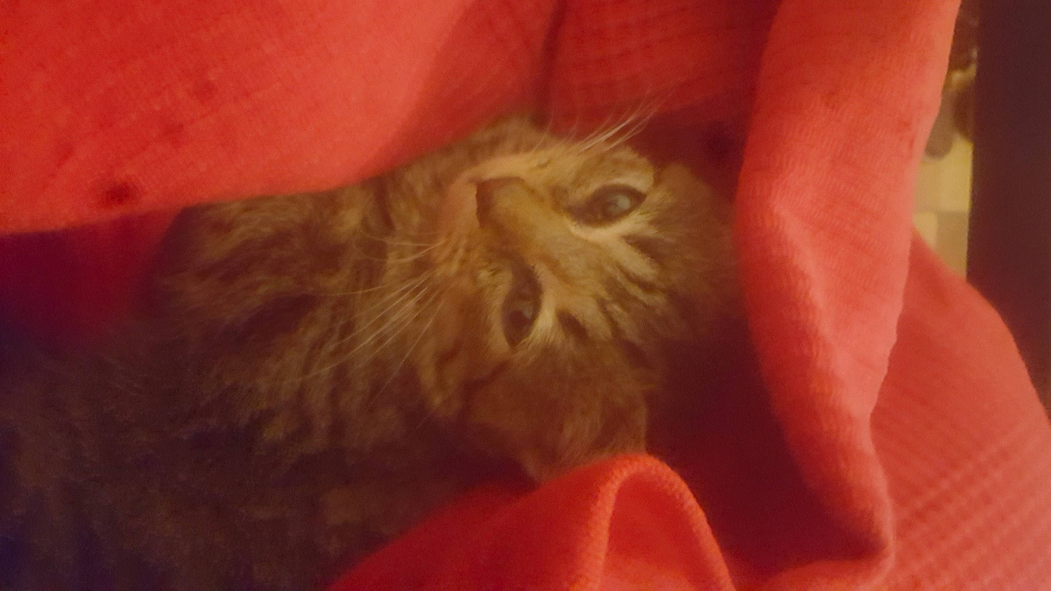 Haku participe au concours pour gagner de l'argent avec cette photo : carnivore, cat, claw, domestic_short_haired_cat, fawn, felidae, fur, liver, paw, peach, plant, small_to_medium_sized_cats, tail, whiskers, wood