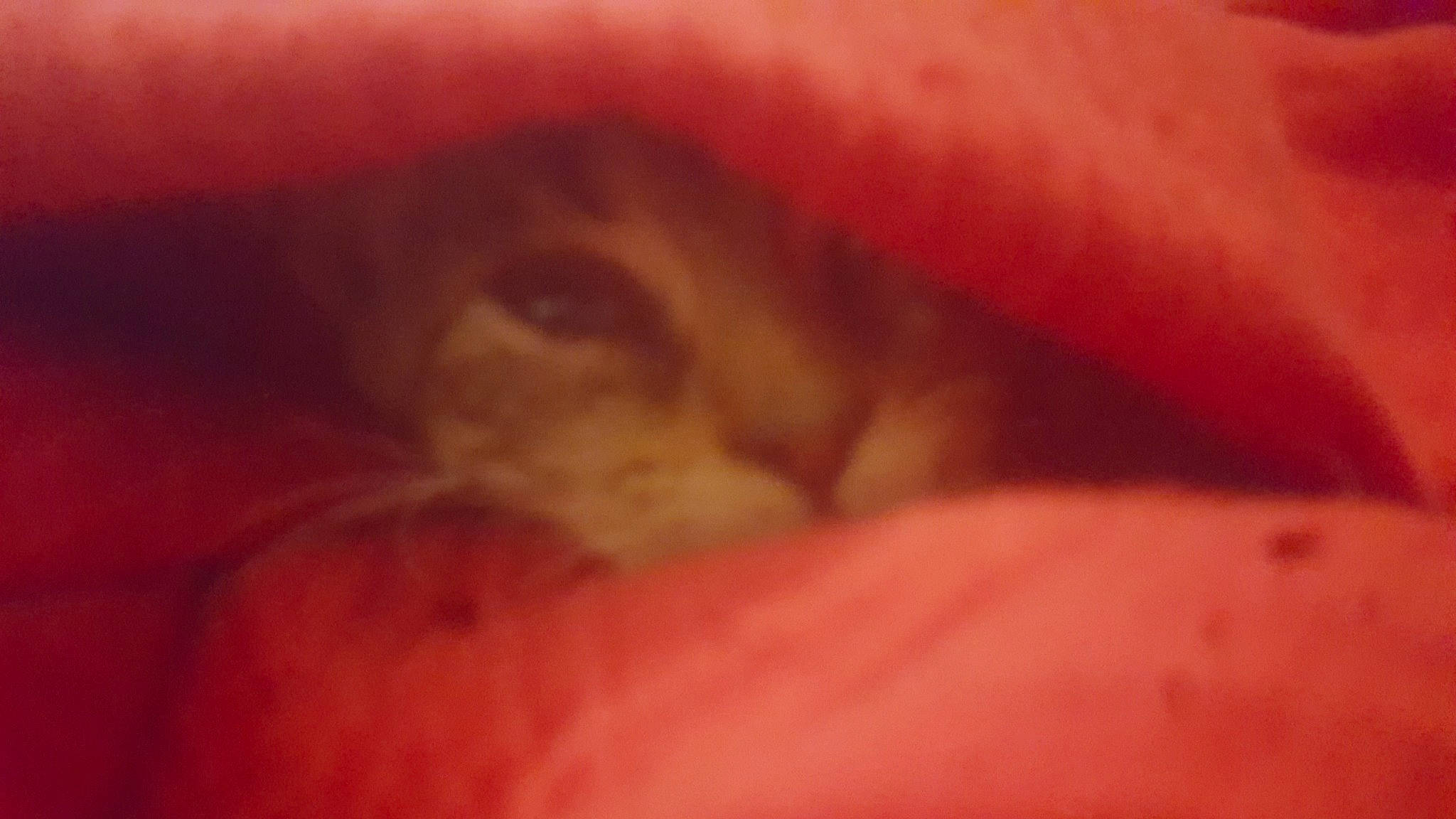 Haku participe au concours pour gagner de l'argent avec cette photo : carnivore, cat, claw, ear, fawn, felidae, flesh, fur, macro_photography, orange, paw, peach, small_to_medium_sized_cats, snout, tail, terrestrial_animal, whiskers