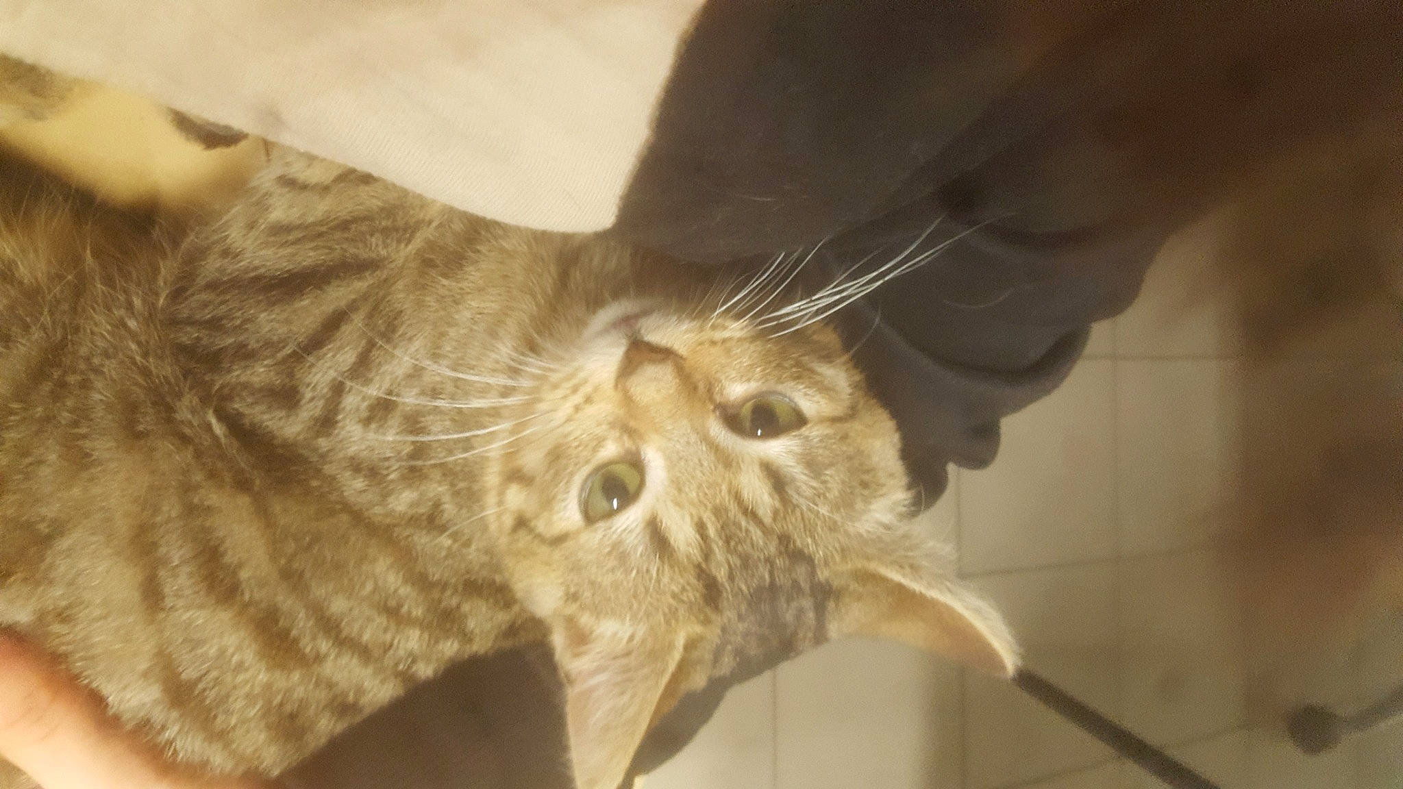 Haku participe au concours pour gagner de l'argent avec cette photo : bat, carnivore, cat, claw, domestic_short_haired_cat, ear, eye, fawn, felidae, fur, glasses, head, human_body, plant, small_to_medium_sized_cats, snout, tail, terrestrial_animal, whiskers, wildlife