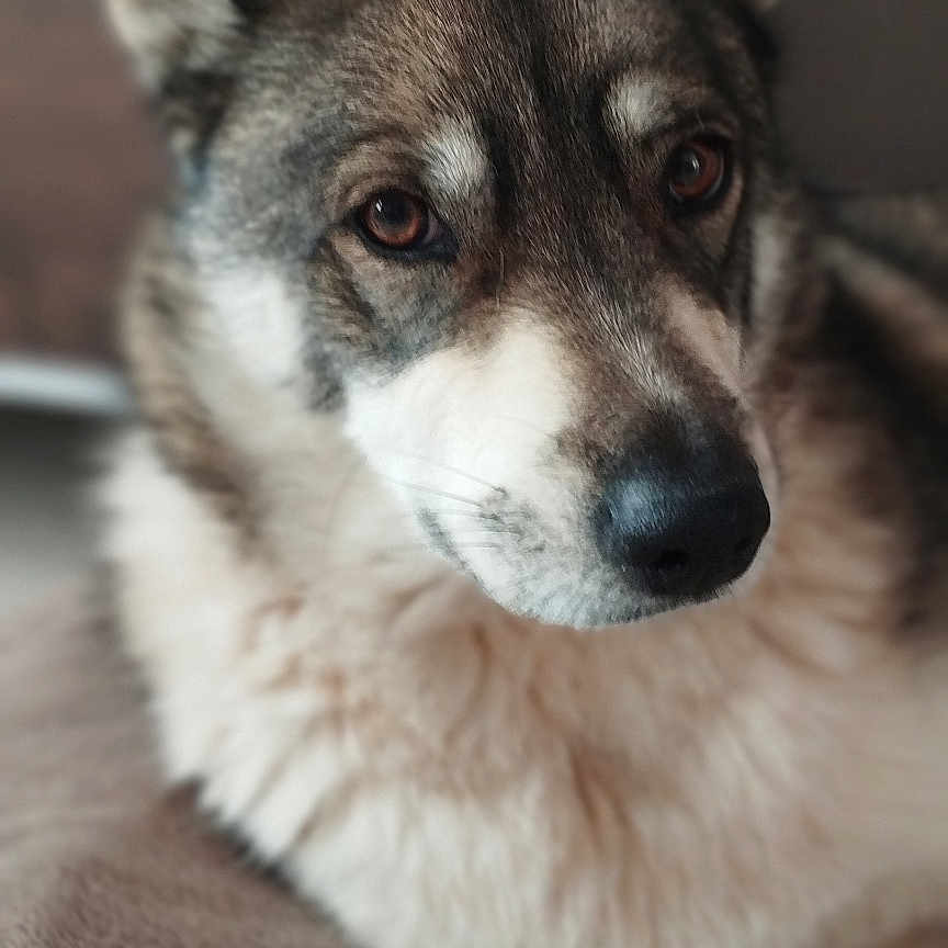 Brimbelle a rejoint le concours — aidez-le/la à gagner de superbes lots ! animal, blanket, brown, canine, close_up, comfort, cozy, dog, ears, fur, indoor, looking, mammal, nose, pet, portrait, relaxed, resting, soft, white