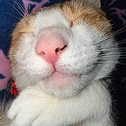 Kai joined the competition — help win amazing prizes! cat, sleeping_cat, close_up, pink_nose, whiskers, paw, white_fur, orange_fur, pet, domestic_cat, cozy, blanket, portrait, adorable, cute, muzzle, feline, collar, tag, macro