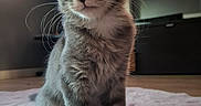 Gaspard participe au concours pour gagner de l'argent avec cette photo : animal, cat, closeup, curious, cute, feline, floor, fur, gray_cat, indoor, kitten, pet, pink_rug, rug, sitting, soft_light, tabby, whiskers, young_cat