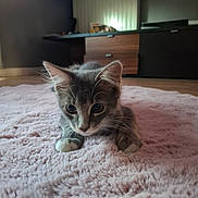 Gaspard participe au concours pour gagner de l'argent avec cette photo : kitten, cat, gray_cat, fluffy_rug, indoor, floor, furniture, wooden_floor, curious, pet, animal, whiskers, ears, cute, young_cat, cozy, home, domestic, closeup, indoor_lighting
