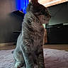 cat, kitten, gray_tabby, fur, whiskers, indoor, rug, floor, pet, animal, curious, sitting, side_view, soft_light, blue_light, home, cozy, domestic, young_cat, feline