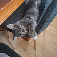 Gaspard participe au concours pour gagner de l'argent avec cette photo : animal, black_fabric, cat, chair, cozy, cute, feline, furniture, gray_cat, indoor, legs, lounging, paws, pet, relaxed, resting, sleepy, stretching, wood, wooden_floor