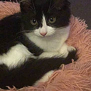 Evie is registered to the contest to win money with this photo: cat, black_and_white, fluffy, cushion, pink, pet, animal, whiskers, ears, fur, indoor, resting, cute, closeup, face, relaxed, domestic, feline, soft, curious