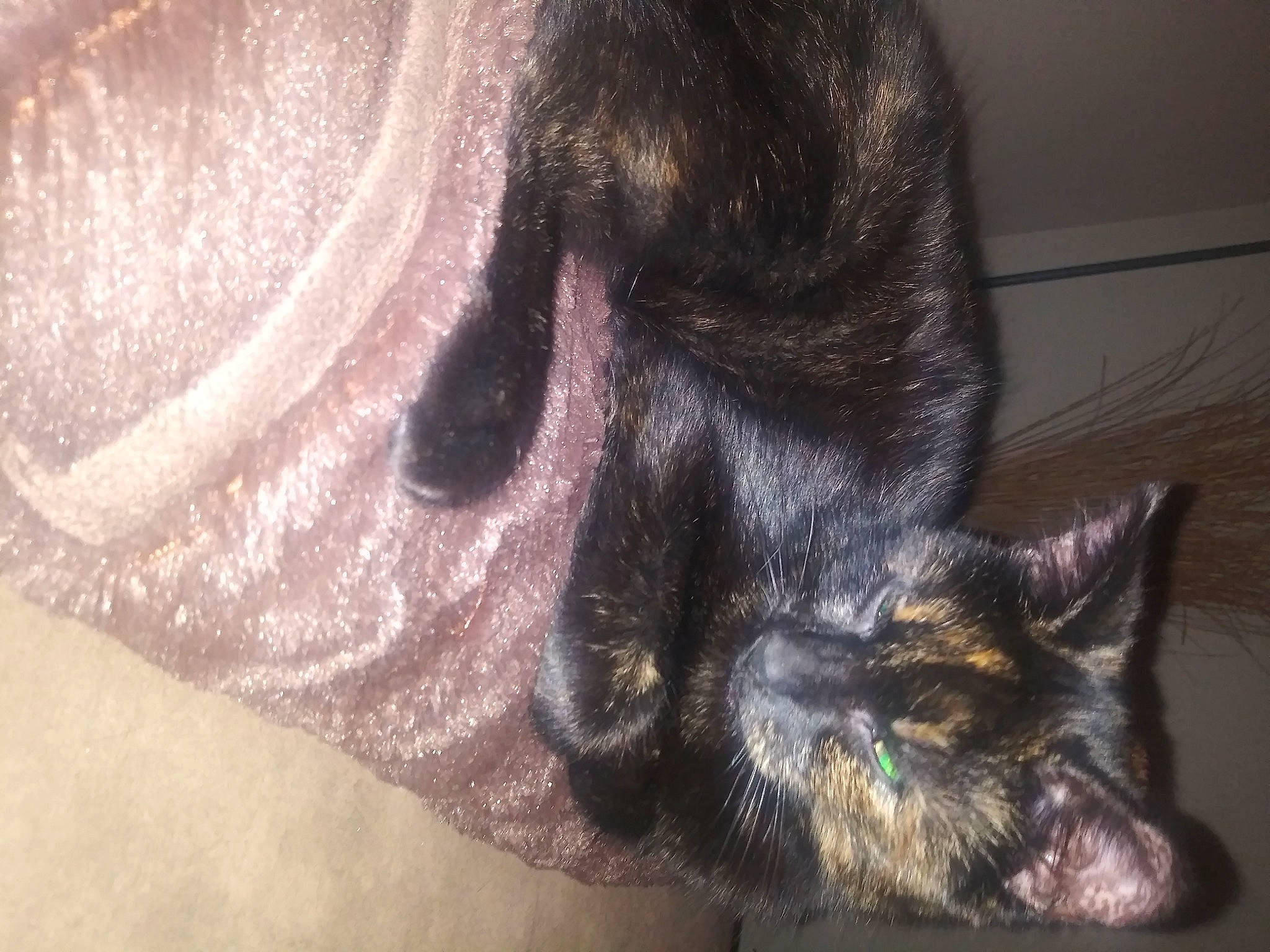 Cardi is registered to the contest to win money with this photo: carnivore, cat, close_up, dog_breed, domestic_short_haired_cat, ear, eyelash, felidae, foot, fur, gesture, human_body, human_leg, leg, nail, paw, small_to_medium_sized_cats, snout, tail, whiskers