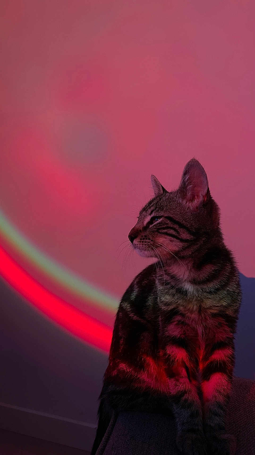 Yoshi a rejoint le concours — aidez-le/la à gagner de superbes lots ! cat, tabby, feline, pet, animal, striped, sitting, indoor, portrait, colorful_lighting, pink, red, shadow, furniture, side_view, whiskers, ears, calm, domestic_cat, gradient_background