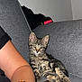 Yoshi participe au concours pour gagner de l'argent avec cette photo : kitten, cat, tabby, couch, grey_furniture, relaxing, indoor, pet, animal, human_arm, bracelet, textile, fabric, casual, companion, domestic, cute, curious, resting, cozy