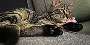 Yoshi a rejoint le concours — aidez-le/la à gagner de superbes lots ! cat, kitten, tabby, pet, animal, feline, paws, couch, sofa, plush_toy, relaxed, indoor, close_up, fur, whiskers, resting, cozy, cute, young, portrait