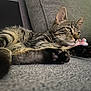 cat, kitten, tabby, pet, animal, feline, paws, couch, sofa, plush_toy, relaxed, indoor, close_up, fur, whiskers, resting, cozy, cute, young, portrait