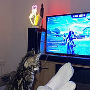 Yoshi a rejoint le concours — aidez-le/la à gagner de superbes lots ! cat, kitten, person, socks, sweatpants, television, video_game, gaming, living_room, neon_light, buddha_statue, furniture, couch, indoor, electronics, screen, footwear, pet, animal, relaxation