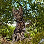 Yoshi a rejoint le concours — aidez-le/la à gagner de superbes lots ! kitten, cat, tabby, animal, outdoor, nature, tree, branch, moss, greenery, fur, whiskers, curious, young, pet, leash, forest, closeup, mammal, wildlife