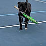 action, animal, black_dog, collar, court_lines, dog, fetch, hard_court, mid_run, movement, outdoor, paws, pet, playful, playing, sports_equipment, tennis, tennis_court, tennis_racket, white_marking