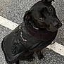 Jett is registered to the contest to win money with this photo: asphalt, black_dog, canine, collar, cute, dog, dog_coat, ears, eyes, fashion, fur, leather_coat, looking_up, outdoor, parking_lot, paws, pet, portrait, sitting, white_line