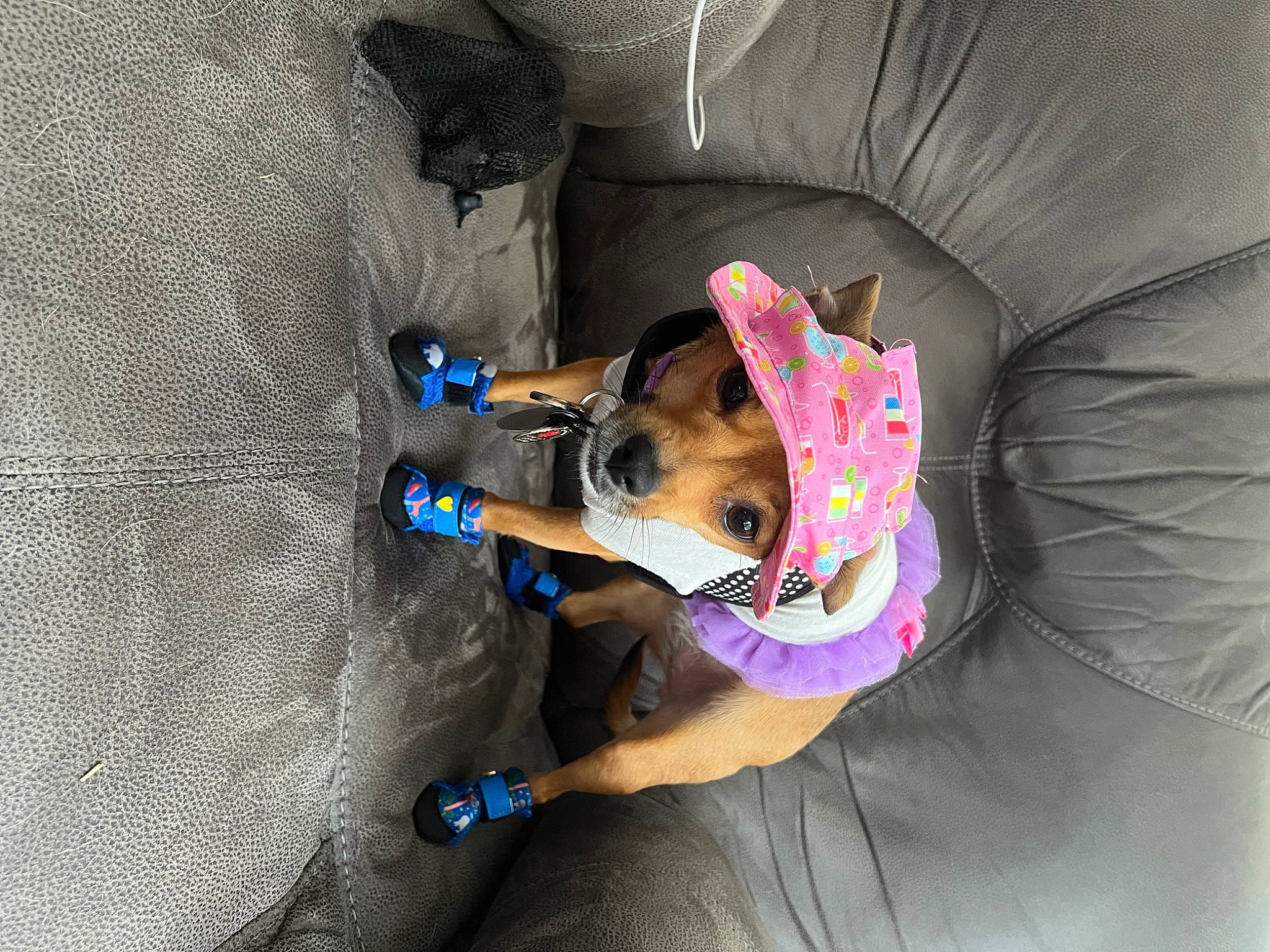 Maggie Mae is registered to the contest to win money with this photo: adventure, auto_part, canidae, carnivore, comfort, companion_dog, dog, dog_breed, dog_supply, elbow, electric_blue, fur, recreation, sporting_group