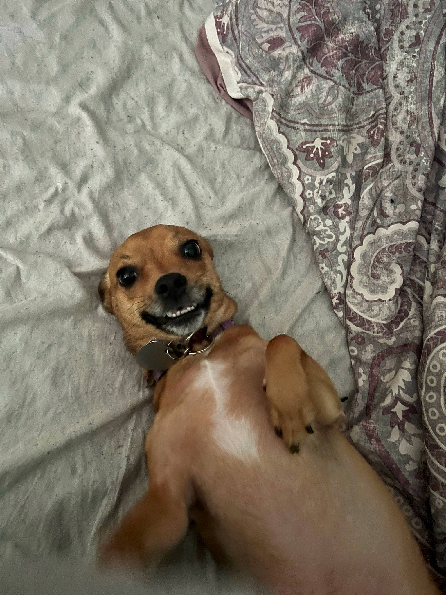 Maggie Mae joined the competition — help win amazing prizes! carnivore, collar, comfort, companion_dog, couch, dog, dog_breed, dog_collar, dog_supply, eyewear, fawn, fur, linens, paw, sleeve, snout, sunglasses, toy_dog, whiskers, working_animal