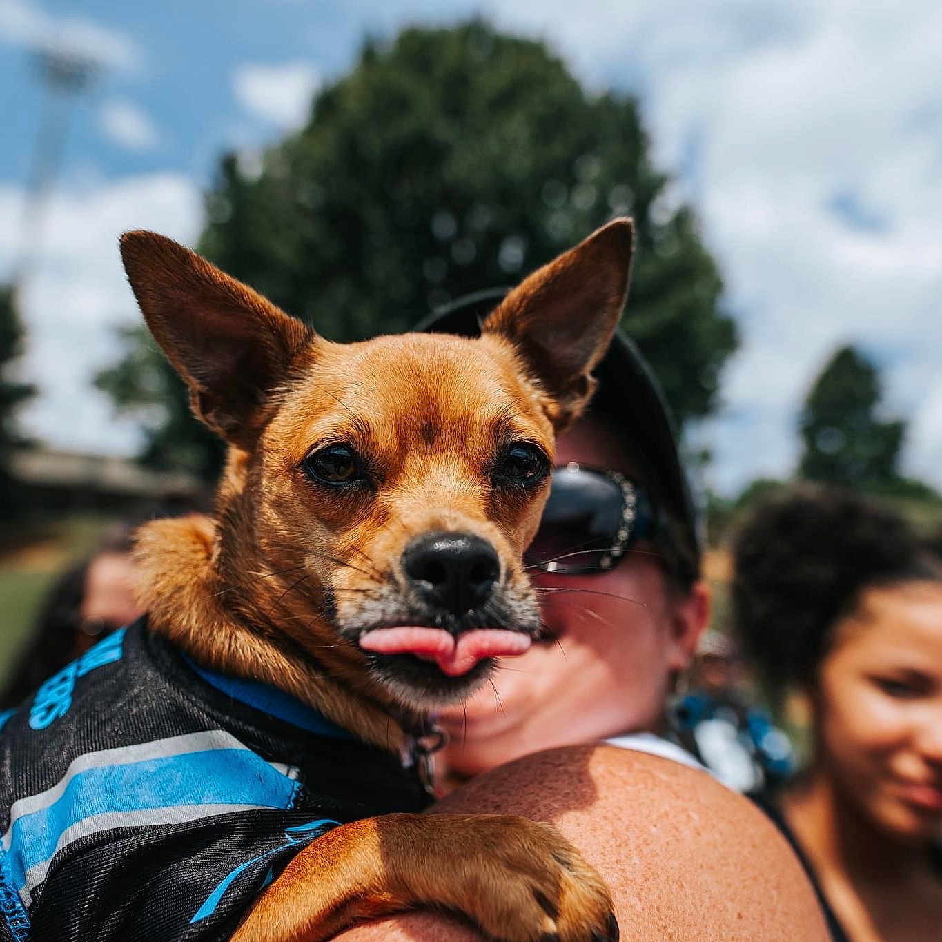 Maggie Mae joined the competition — help win amazing prizes! canidae, carnivore, cloud, companion_dog, crowd, dog, dog_breed, event, eyewear, fawn, fun, happy, sky, snout, sporting_group, sunglasses, toy_dog, travel, tree, whiskers