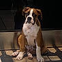animal, appliance, boxer, brown_and_white, cute, dog, ears, face, floor, indoor, kitchen, looking, mat, paw, pet, puppy, sitting, stainless_steel, tile_floor, young_dog