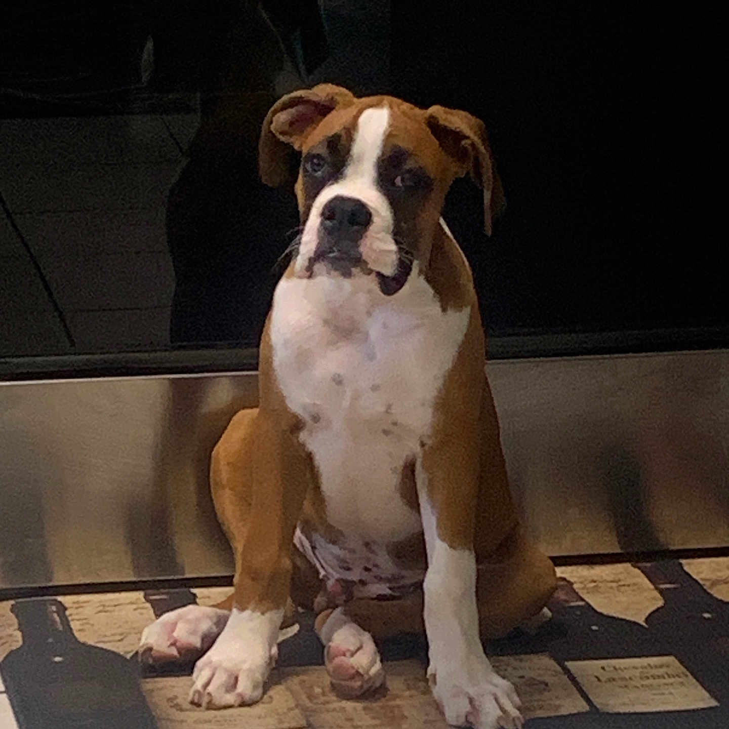 Rocky joined the competition — help win amazing prizes! animal, appliance, boxer, brown_and_white, cute, dog, ears, face, floor, indoor, kitchen, looking, mat, paw, pet, puppy, sitting, stainless_steel, tile_floor, young_dog