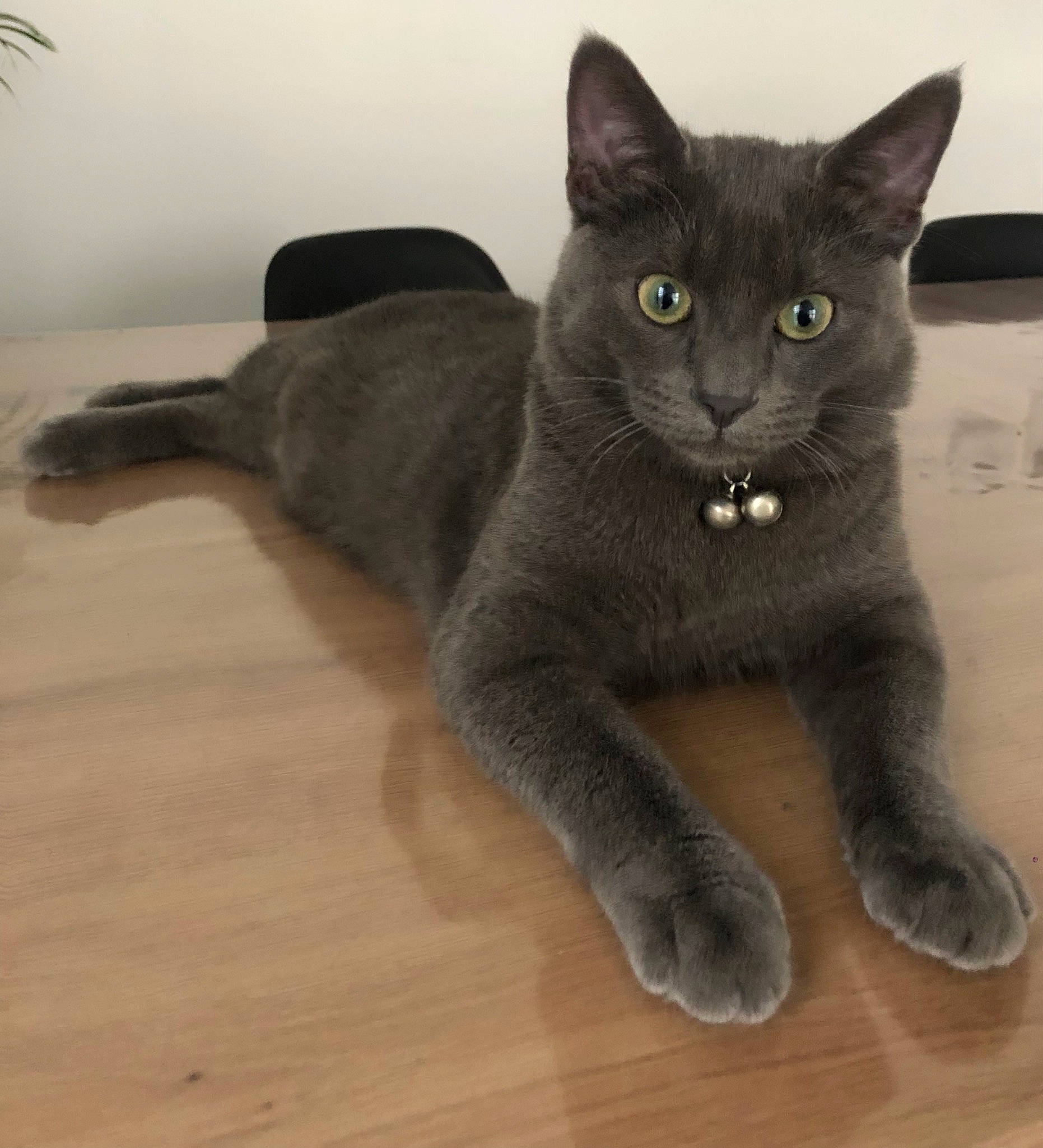 Saphir participe au concours pour gagner de l'argent avec cette photo : black_cat, carnivore, cat, claw, domestic_short_haired_cat, eye, felidae, flooring, fur, grey, hardwood, houseplant, paw, russian_blue, small_to_medium_sized_cats, snout, tail, terrestrial_animal, whiskers, wood