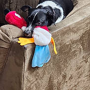 Kilo joined the competition — help win amazing prizes! animal, armchair, ball, blanket, canine, chair, couch, cushion, dog, furniture, homedecor, hound, person, pet, pointer, puppy, sleeping, sport, tennis, tennisball