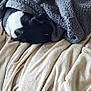 Kilo joined the competition — help win amazing prizes! animal, blanket, canine, cat, dog, homedecor, hound, laundry, linen, pet, puppy, quilt