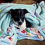 Kilo joined the competition — help win amazing prizes! animal, blanket, canine, dog, pet, quilt
