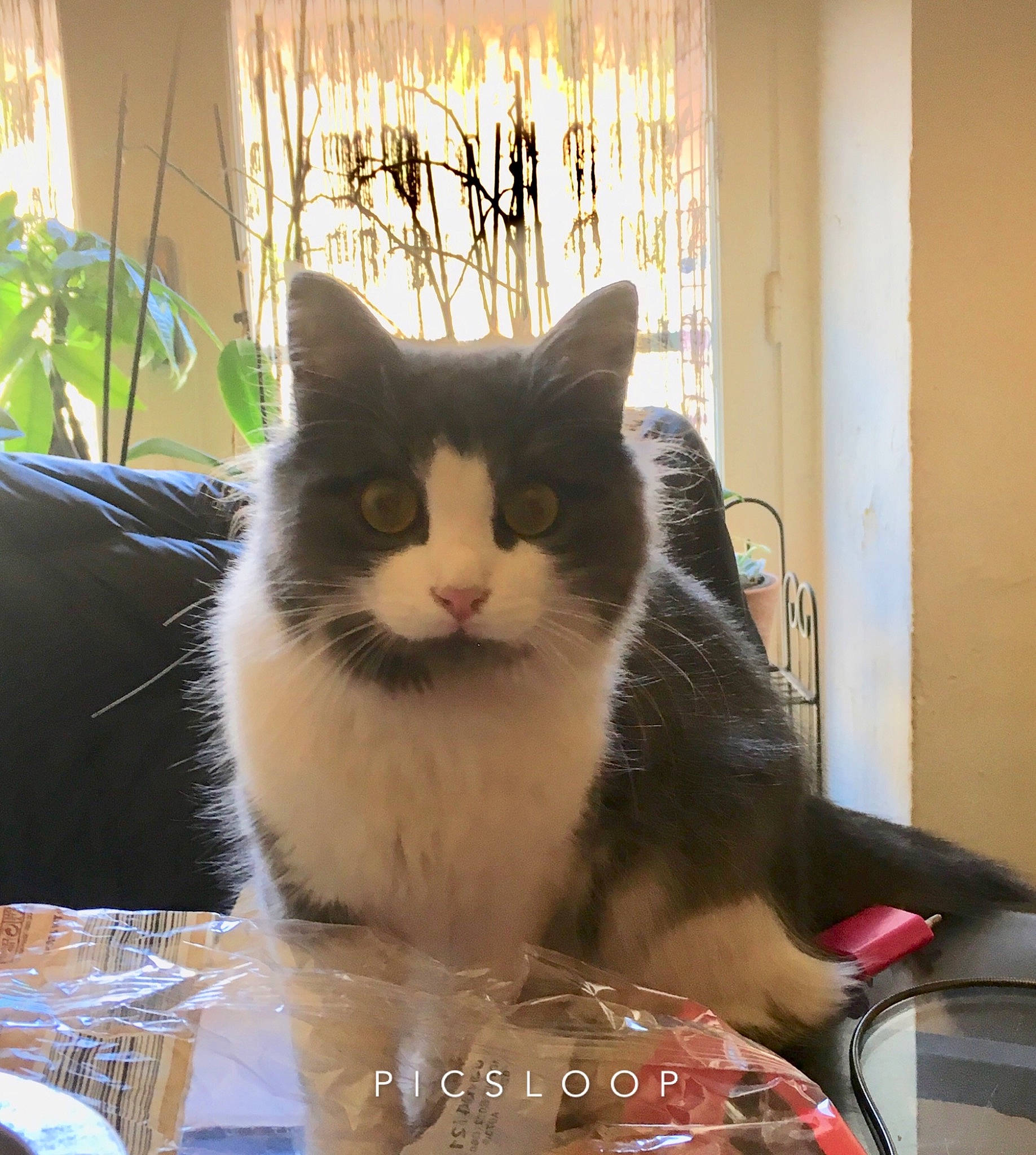 Poupouille a rejoint le concours — aidez-le/la à gagner de superbes lots ! carnivore, cat, comfort, domestic_short_haired_cat, eye, felidae, flowerpot, fur, houseplant, plant, serveware, sitting, small_to_medium_sized_cats, snout, tableware, tail, tree, whiskers, window, wine_glass