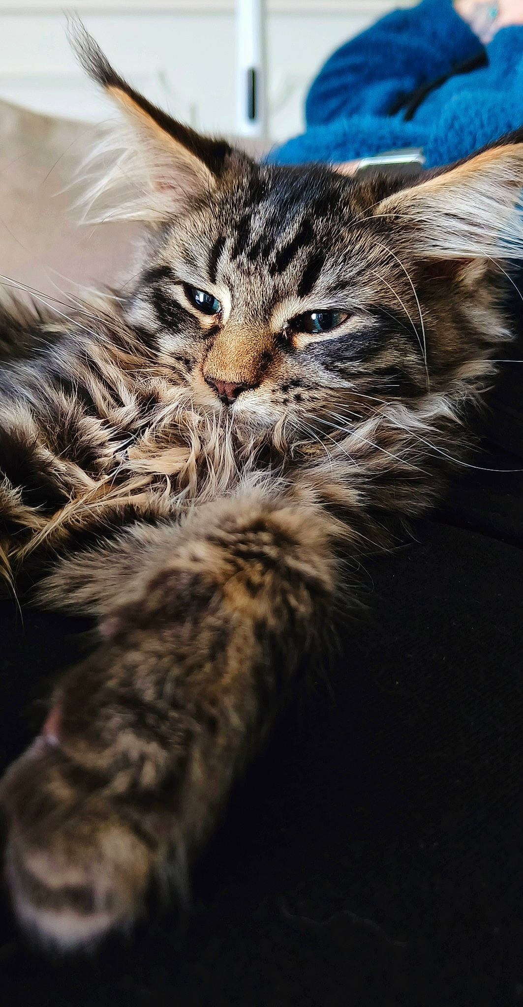 Churchy participe au concours pour gagner de l'argent avec cette photo : carnivore, cat, claw, domestic_short_haired_cat, felidae, fur, macro_photography, small_to_medium_sized_cats, snout, terrestrial_animal, tree, whiskers, wildlife, wood