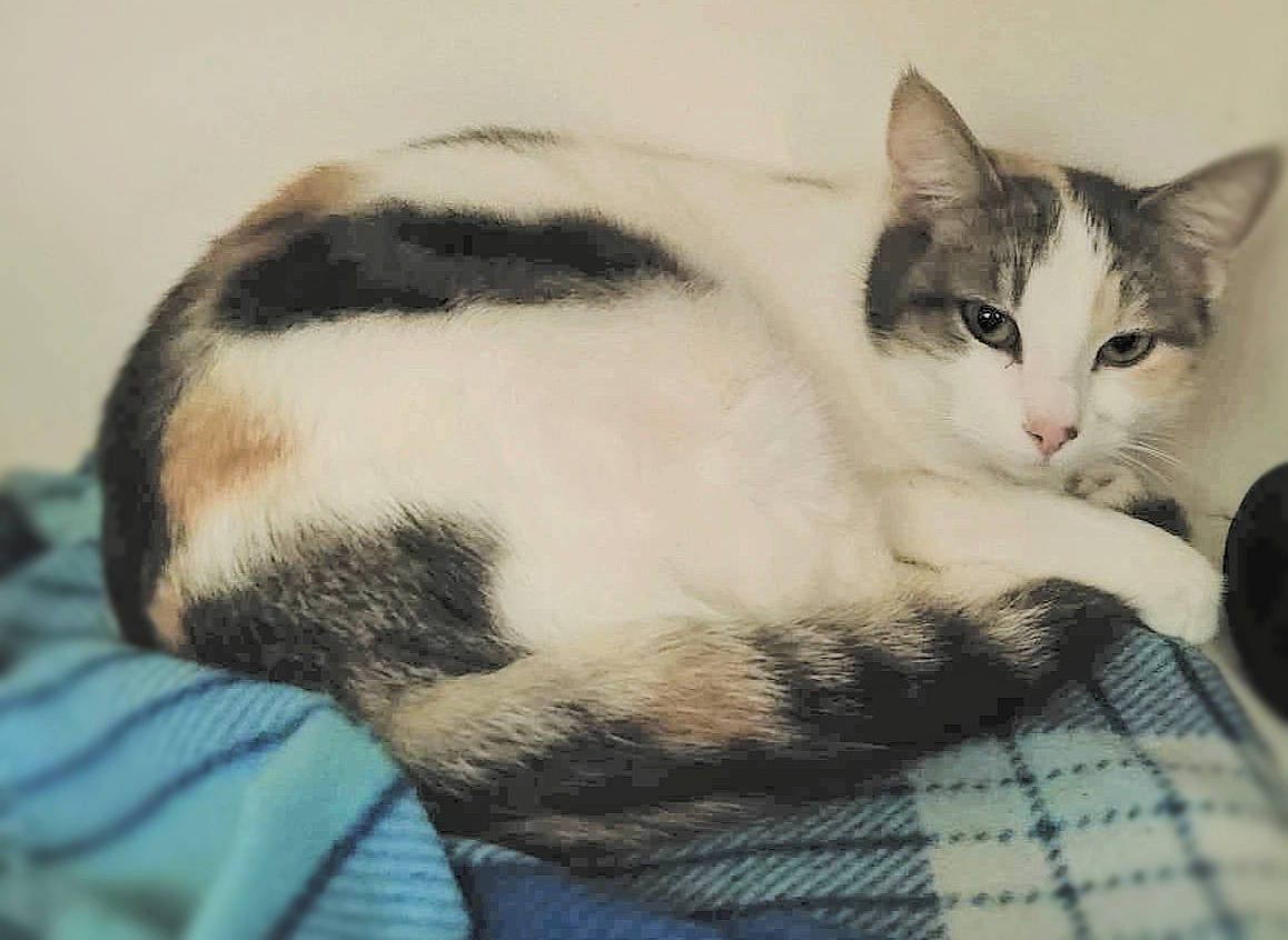 Billie a rejoint le concours — aidez-le/la à gagner de superbes lots ! carnivore, cat, comfort, domestic_short_haired_cat, felidae, fur, nap, pattern, paw, plaid, sitting, small_to_medium_sized_cats, snout, tail, tartan, whiskers