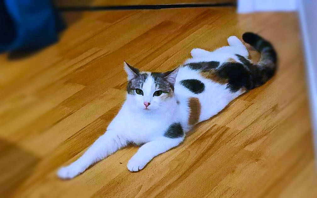 Billie a rejoint le concours — aidez-le/la à gagner de superbes lots ! carnivore, cat, domestic_short_haired_cat, felidae, floor, flooring, foot, fur, hardwood, laminate_flooring, paw, plank, small_to_medium_sized_cats, snout, tail, varnish, whiskers, wood, wood_flooring, wood_stain