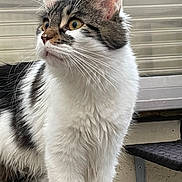 Nala a rejoint le concours — aidez-le/la à gagner de superbes lots ! animal, cat, closeup, curious, domestic_animal, ears, feline, fur, looking_away, mammal, outdoor, pet, portrait, shelf, tabby, whiskers, white_fur, window, yellow_eyes, young_cat