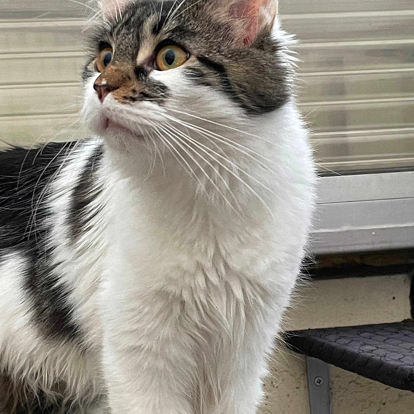 Nala a rejoint le concours — aidez-le/la à gagner de superbes lots ! animal, cat, closeup, curious, domestic_animal, ears, feline, fur, looking_away, mammal, outdoor, pet, portrait, shelf, tabby, whiskers, white_fur, window, yellow_eyes, young_cat