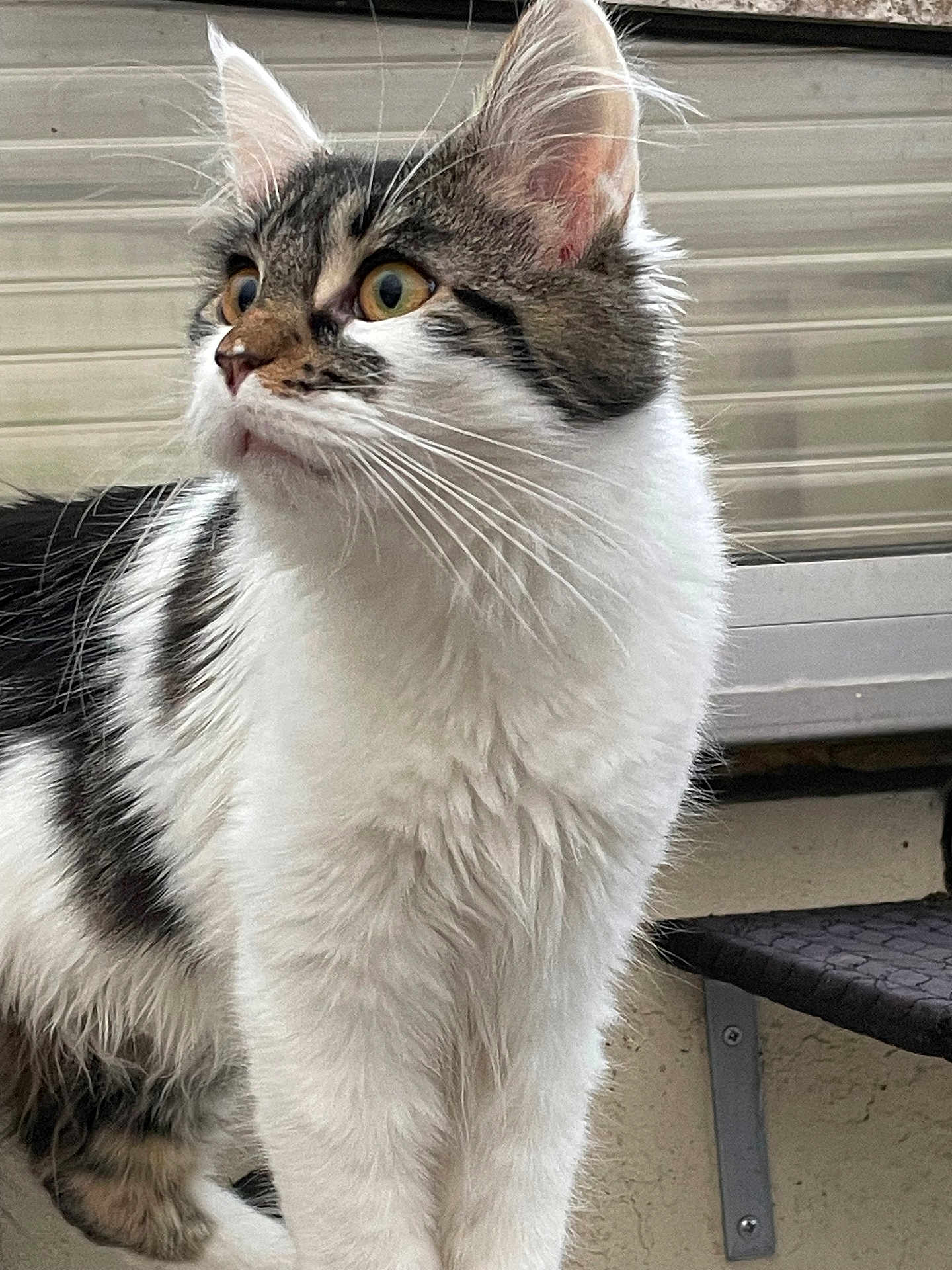Nala