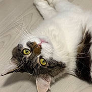 Nala participe au concours pour gagner de l'argent avec cette photo : animal, cat, close_up, cute, domestic_cat, ears, face, feline, floor, fur, indoor, looking_up, lying_down, mammal, pet, portrait, relaxed, whiskers, wooden_floor, yellow_eyes