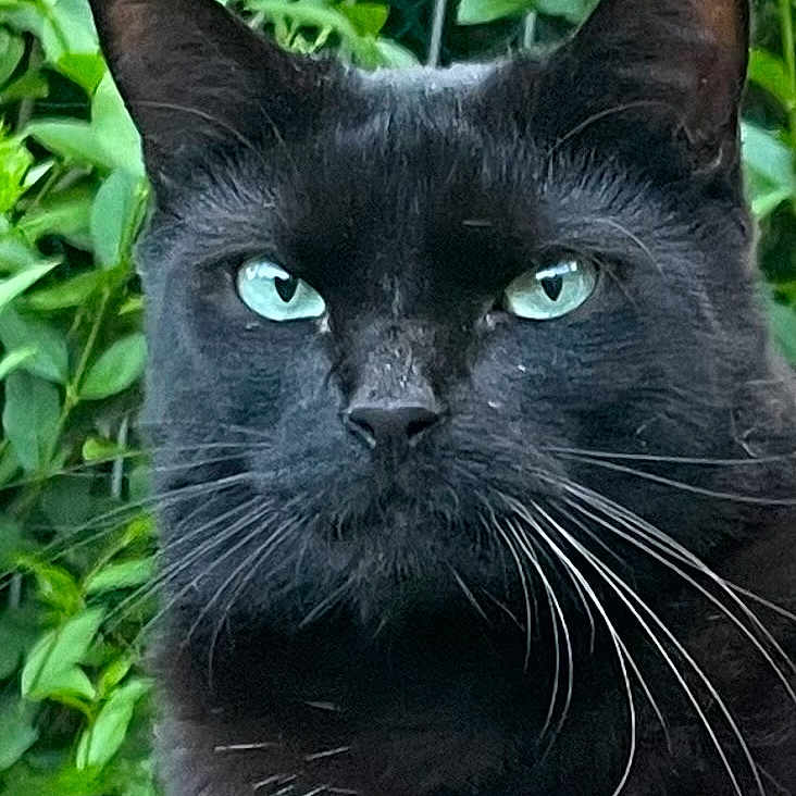 Puma a rejoint le concours — aidez-le/la à gagner de superbes lots ! animal, blackcat, cat, panther, pet