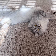 Bitty is registered to the contest to win money with this photo: cat, fluffy, gray, white, carpet, indoor, pet, resting, sunlight, striped_light, feline, cute, relaxed, whiskers, yellow_eyes, soft, domestic_animal, animal, fur, playful