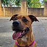 Alba participe au concours pour gagner de l'argent avec cette photo : dog, brown_dog, outdoor, happy, tongue_out, leash, harness, pavement, concrete_wall, greenery, trees, sky, pet, canine, animal, daylight, ears, snout, sitting, closeup