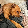 Alba participe au concours pour gagner de l'argent avec cette photo : dog, bed, blanket, fabric, brown_dog, indoor, pet, chewing, playful, canine, resting, paw, fur, head, ear, snout, animal, domestic_animal, cozy, relaxed