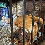 Alba a rejoint le concours — aidez-le/la à gagner de superbes lots ! dog, smiling, crate, bars, blanket, wooden_background, lying_down, pet, canine, indoor, resting, mouth, nose, teeth, fur, cozy, sleeping, animal, cage, happy