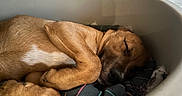 Alba participe au concours pour gagner de l'argent avec cette photo : dog, puppy, sleeping, bed, blanket, brown, fur, pet, resting, cozy, indoor, curled_up, cute, animal, snug, relaxation, peaceful, canine, close_up, domestic