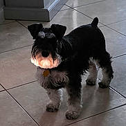 Linda Rodriguez joined the competition — help win amazing prizes! beard, black_fur, collar, dog, doorway, fur, gray_fur, home_interior, id_tag, indoor, looking_at_camera, paws, pet, portrait, reflection, schnauzer, shadow, standing, tile_floor, whiskers