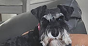 Linda Rodriguez is registered to the contest to win money with this photo: beard, black_coat, closeup, companion, couch, cozy, cushion, dog, ears, eyebrows, furniture, indoor, owner_arm, pet, portrait, relaxed, schnauzer, sitting, whiskers, white_muzzle