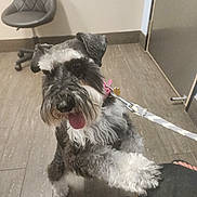 Linda Rodriguez joined the competition — help win amazing prizes! dog, schnauzer, pet, paw, leash, collar, tongue_out, waiting_room, tile_floor, chair, flip_flop, human_foot, fur, beard, cute, indoors, close_up, smile, obedient, accessory